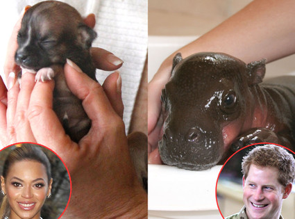 Beyonce, Prince Harry, Animals Beyonce, Prince Harry, Animals